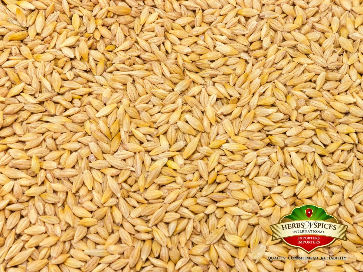 Barley Grain