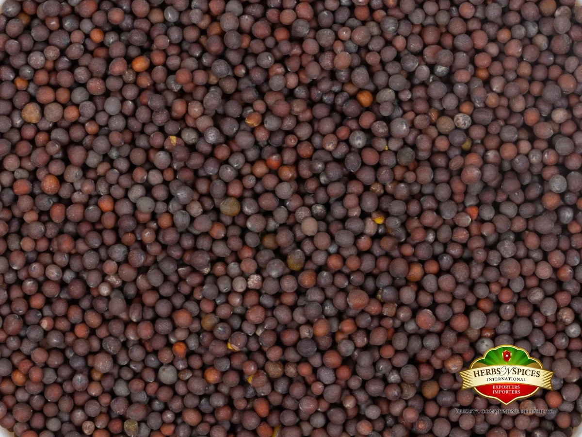 Black Mustard Small
