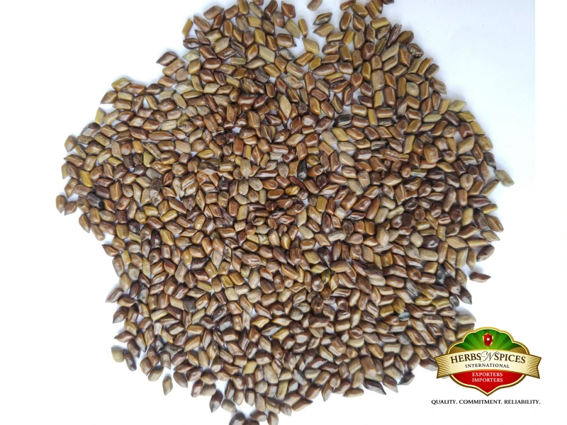 Cassia Torea Seed