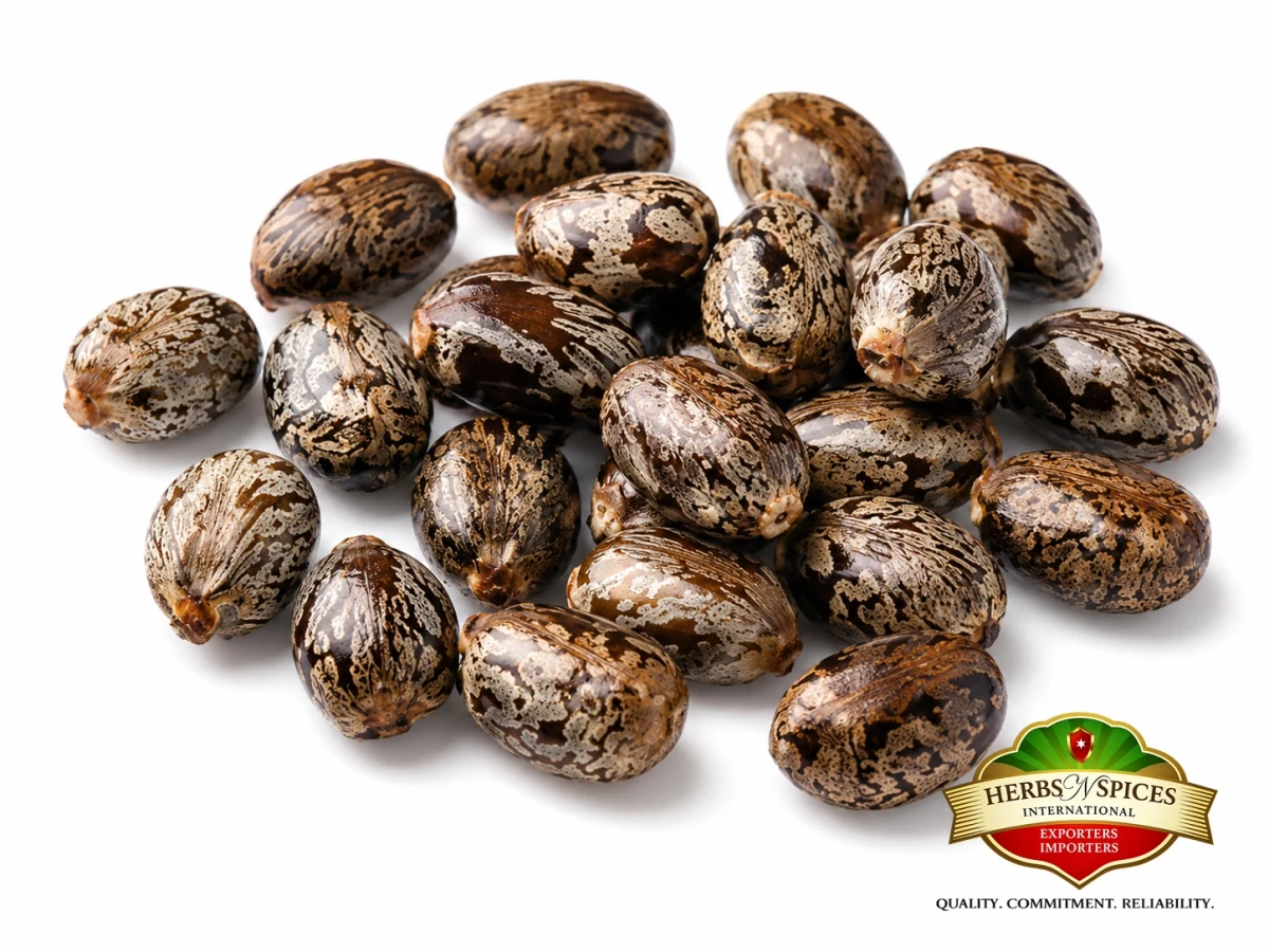 Castor Seeds