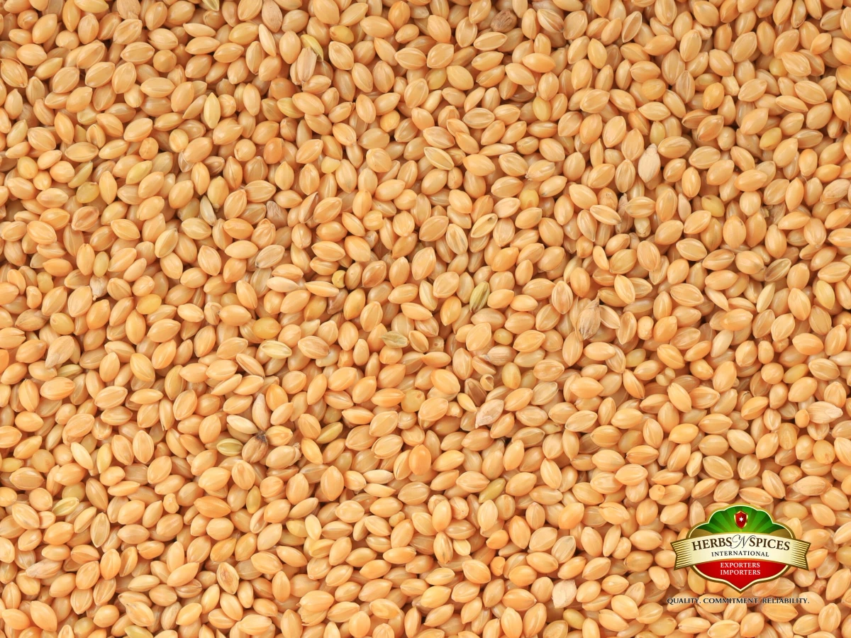 Foxtail Millet