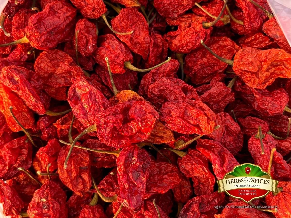 Ghost Chilli