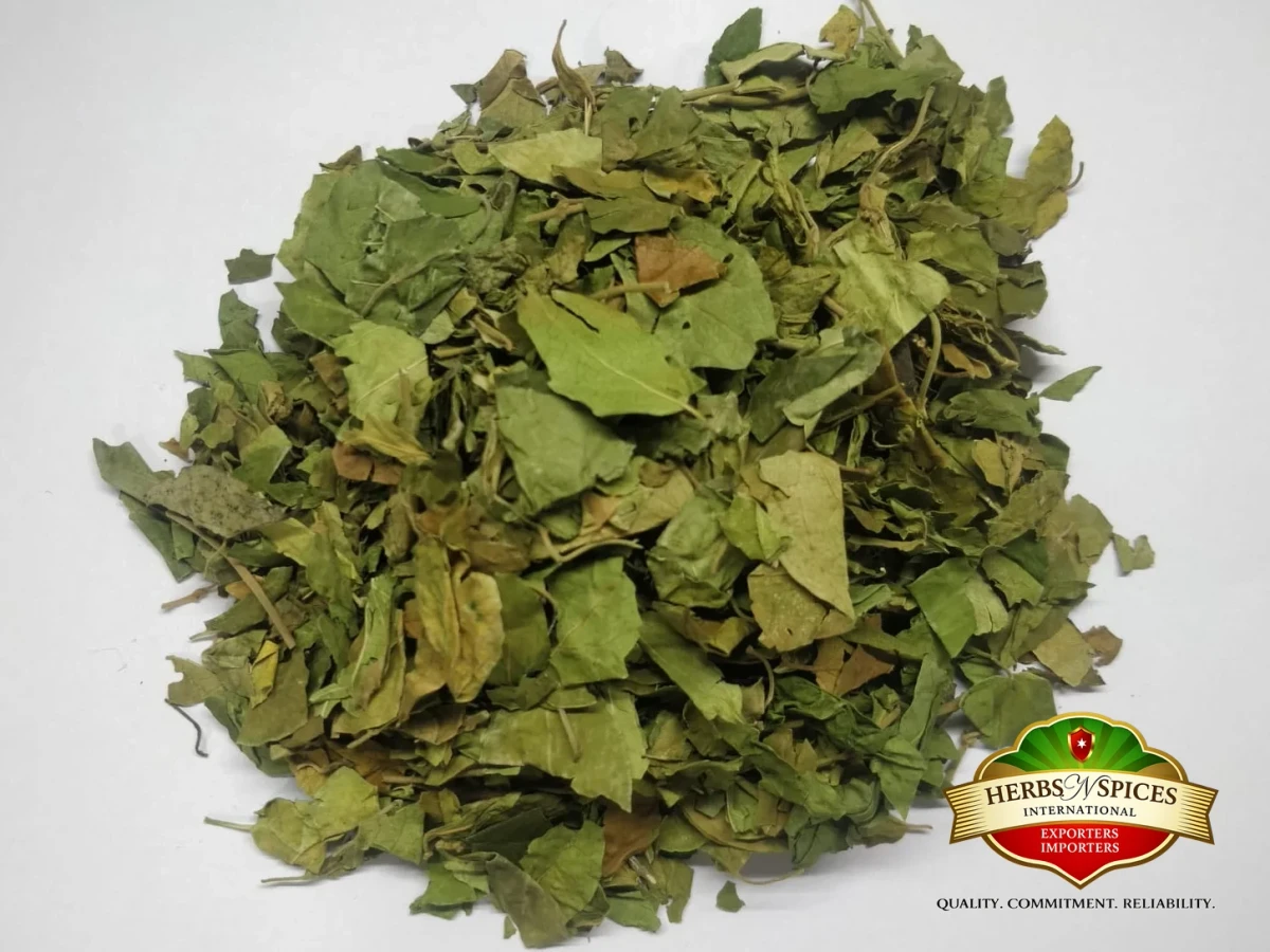 Gymnema Sylvestre Leaves