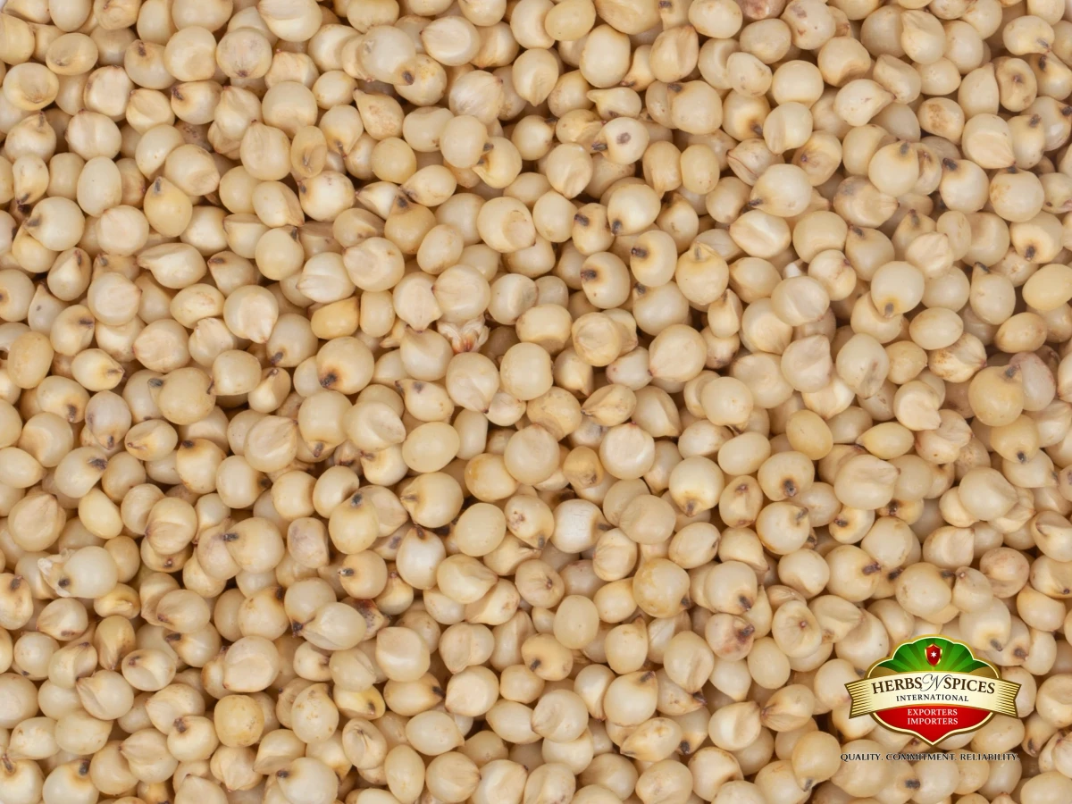 Milky White Sorghum