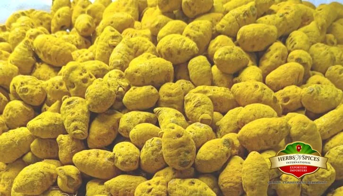 Turmeric Bulb