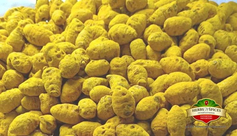 Turmeric Bulb