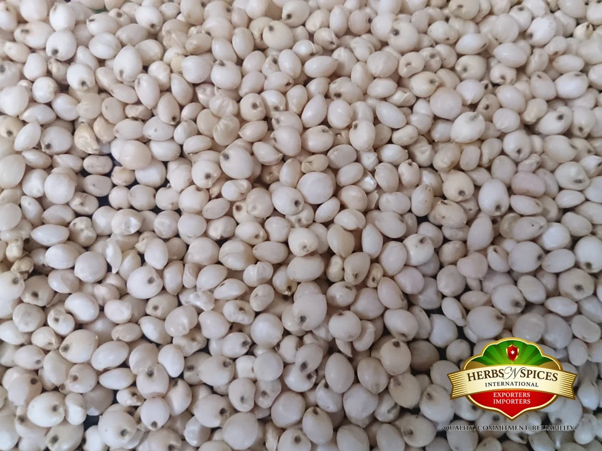 White Sorghum