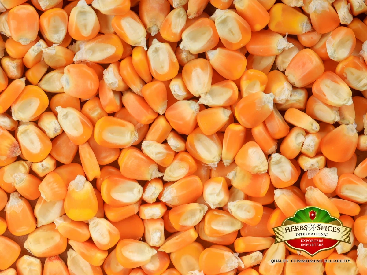 Yellow Maize