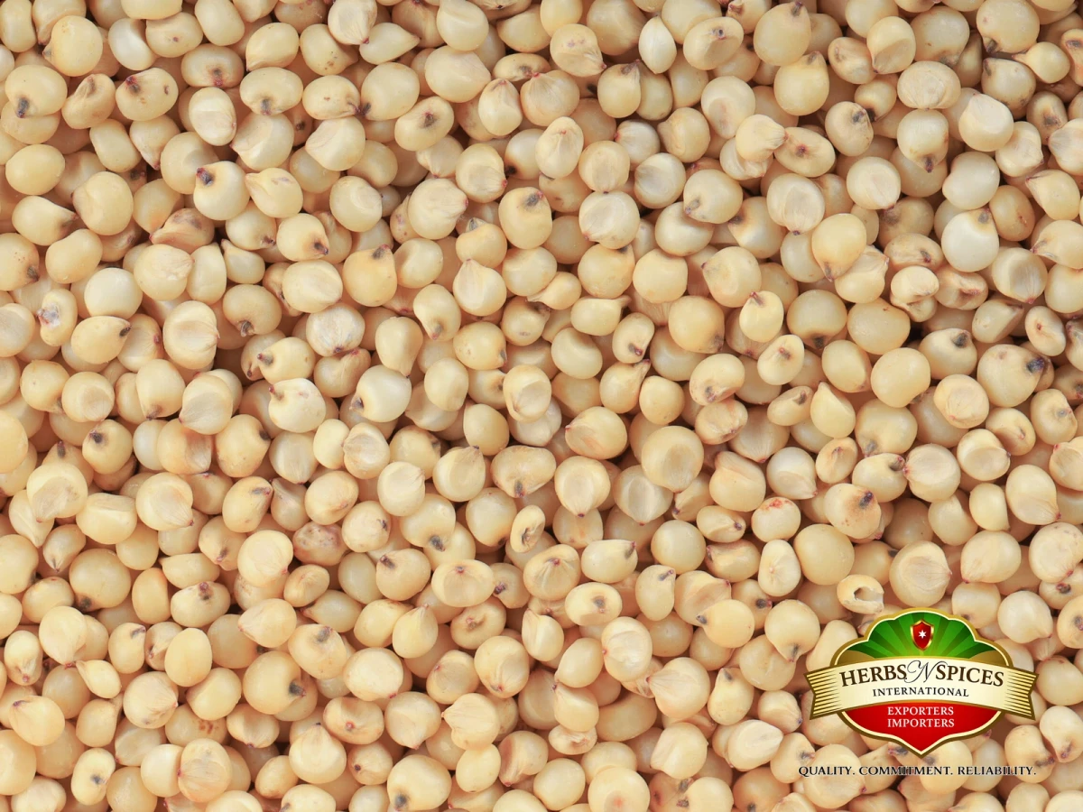 Yellow Sorghum